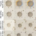4x test diatoms