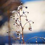 DSC00930