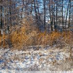 DSC00986