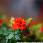 DSC09319