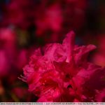 DSC02461