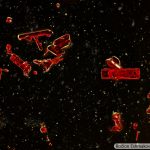 DSC02962-79_LMPl20x045_MoS4