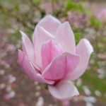 DSCF9380