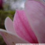 DSCF9432