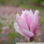 DSCF9459