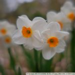 DSCF9501