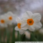 DSCF9534