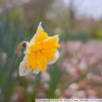 DSCF9598