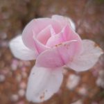 DSCF9601
