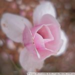 DSCF9604