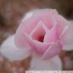 DSCF9615