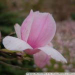 DSCF9630