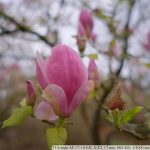 DSCF9700
