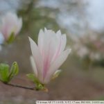 DSCF9852