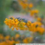 DSCF9935