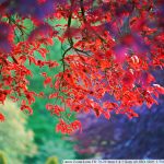 DSC00705