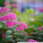 DSC00935