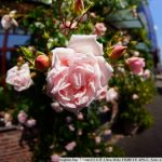 DSC04625