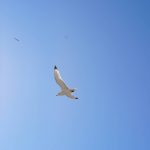 DSC08281