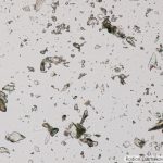 DSC06539-59_Andraldobr_5_40x075