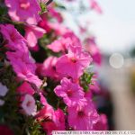 DSC06551