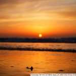 DSC07385
