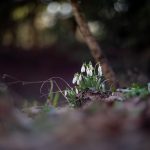 DSC08137-39