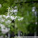 DSC09980