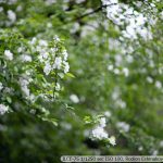 DSC09984