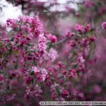 DSC09986