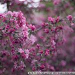 DSC09989