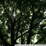 DSCF1463