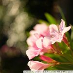 DSCF1844