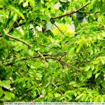 IMG_20260608_125118