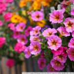 DSC08805