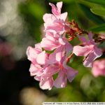 DSCF2225