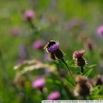 DSCF2746