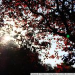 DSCF2803