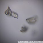 DSC00607