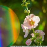 DSC04515