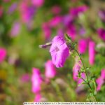 DSC05055