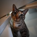 DSC_3918