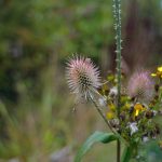 IMG_0027-1