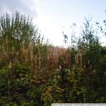 IMG_0449
