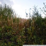 IMG_0454