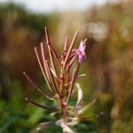 IMG_0489
