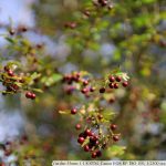 IMG_6982