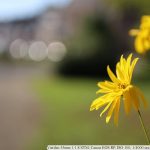 IMG_7466