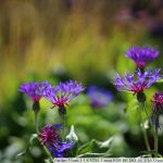 IMG_7726