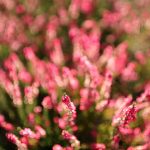 IMG_7997